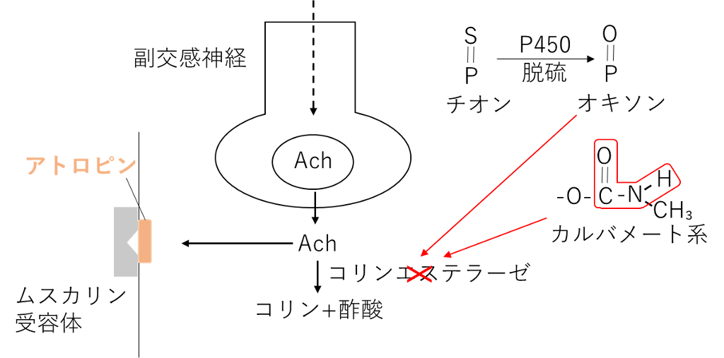 有機リン系・カルバメート系の作用点