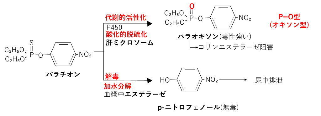 パラチオンの代謝的活性化と解毒