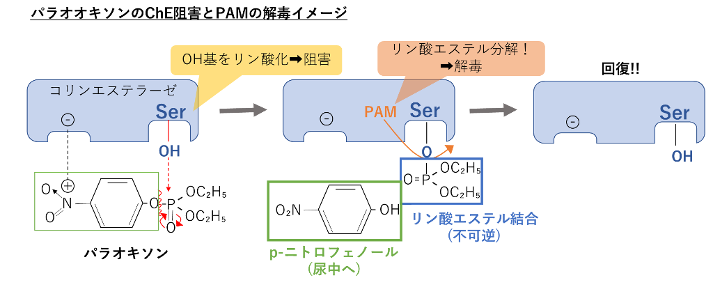 パラオキソンのChE阻害とPAMによる解毒