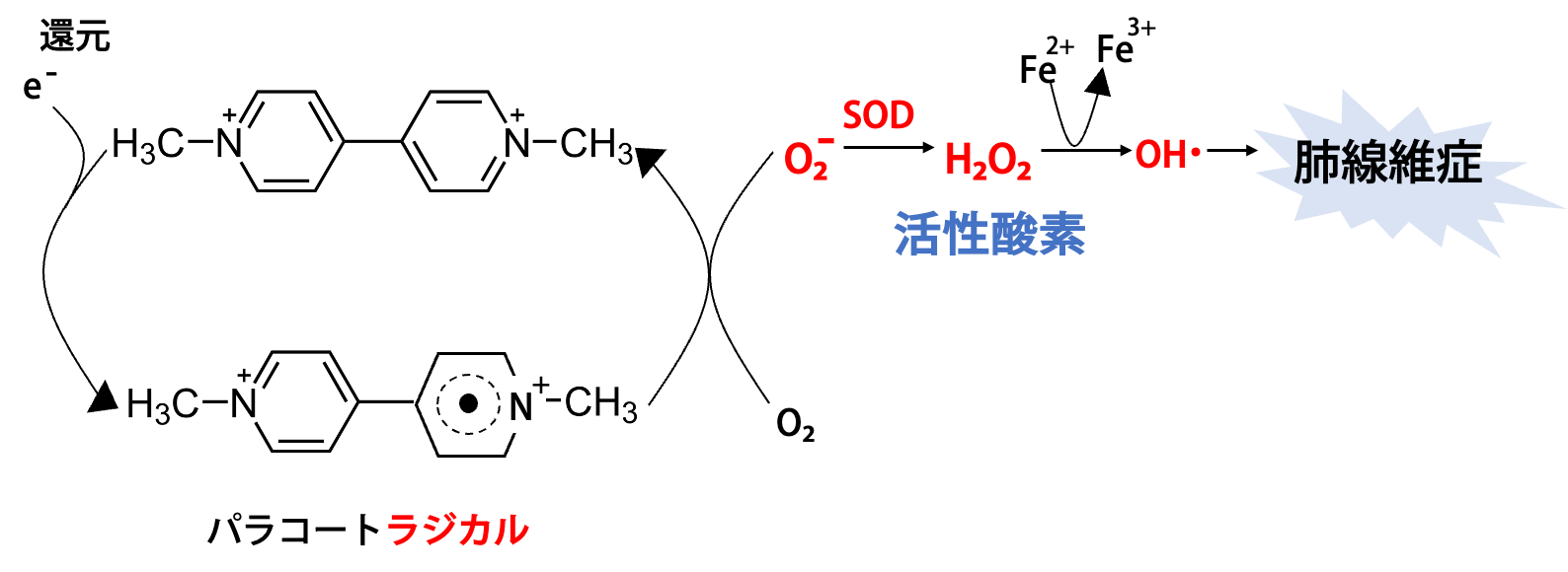 パラコートの毒性発現機構
