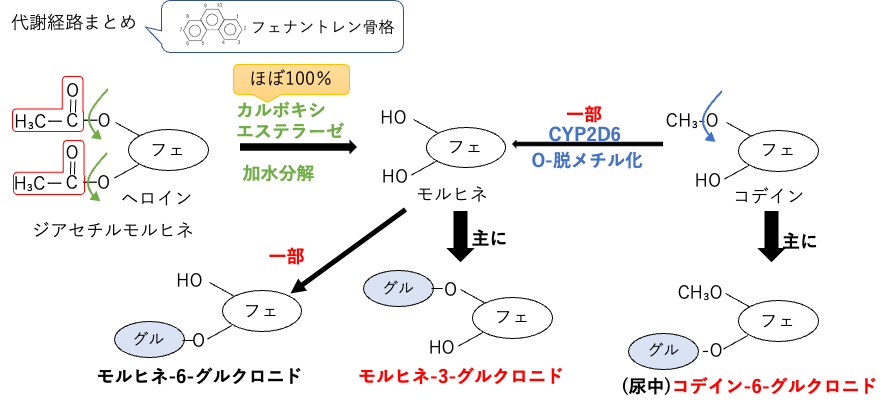 モルヒネ系の代謝経路