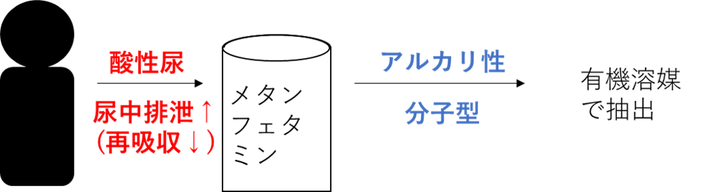 覚せい剤の抽出と尿中排泄
