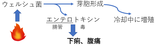 ウェルシュ菌の毒素産生