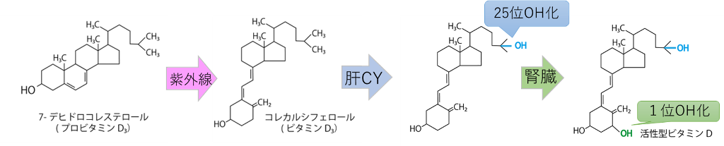 ビタミンDの活性化経路