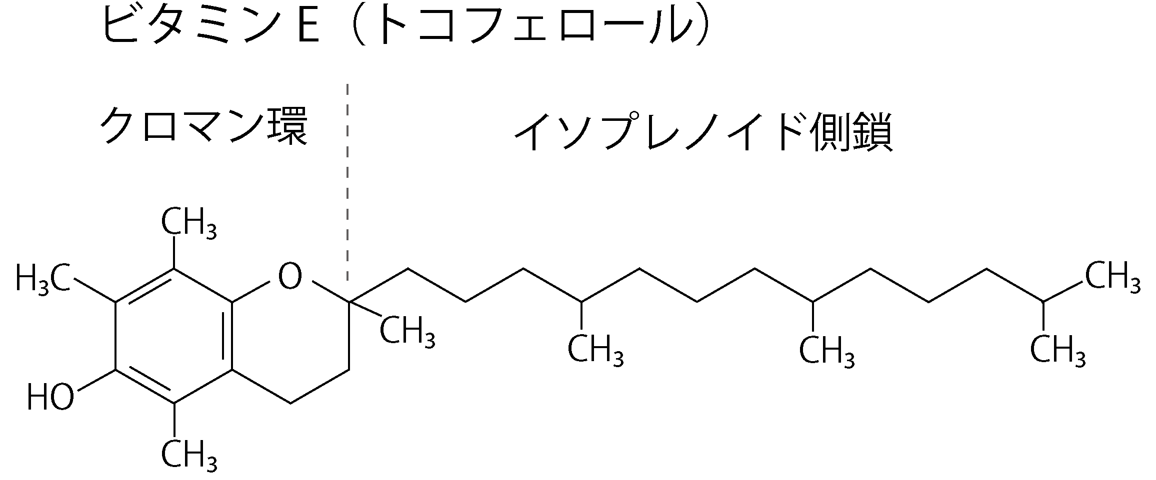 ビタミンEの構造