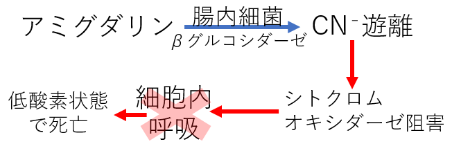 アミグダリンの機序