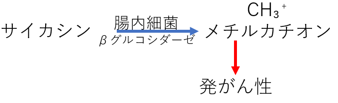 サイカシンの機序