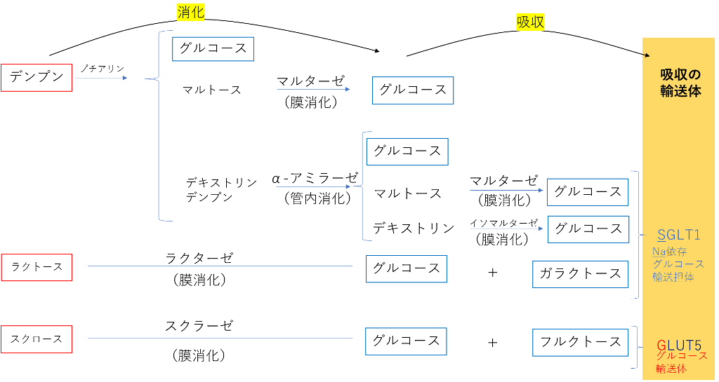 糖質の消化と吸収