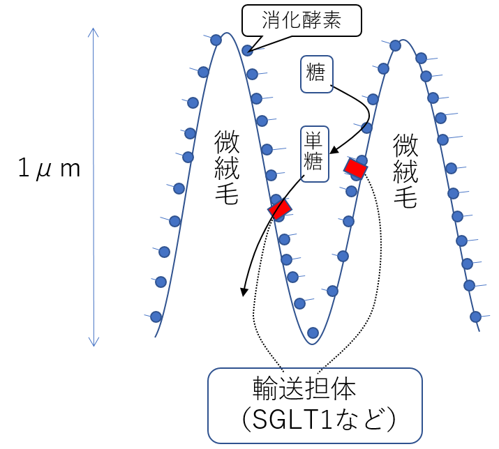 膜消化のしくみ