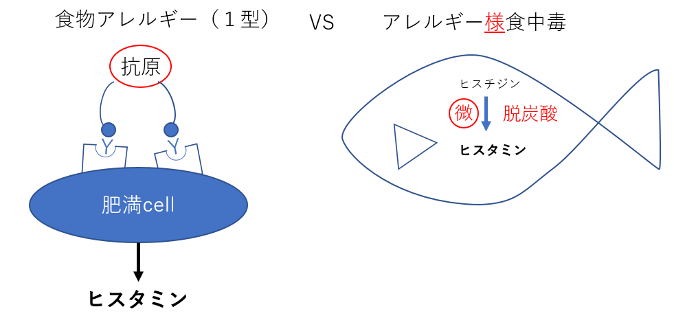 食物アレルギーとアレルギー様食中毒