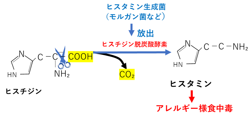 ヒスチジンからヒスタミンへ