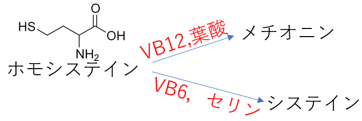 ホモシステインからメチオニンへ