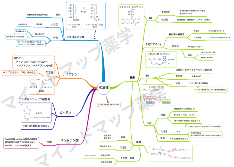 水溶性ビタミンのマインドマップ