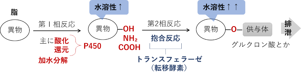 第Ⅱ相反応の位置づけ