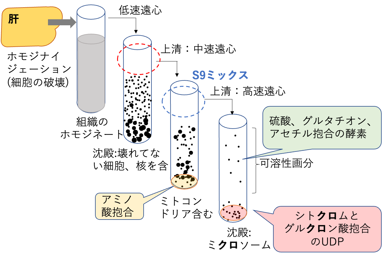 肝臓のホモジネートを遠心分離で分ける