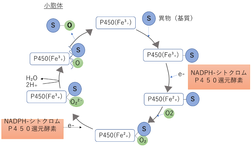 CYPの反応サイクル