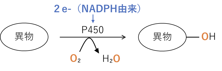 CYPによる酸化の全体像