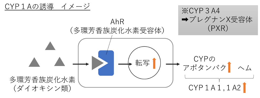 CYP1Aの誘導とAhR