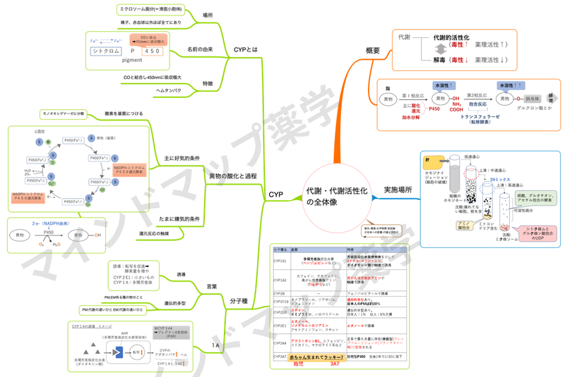 代謝・代謝活性化の全体像のマインドマップ