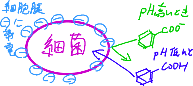 細菌の細胞膜は負に帯電している