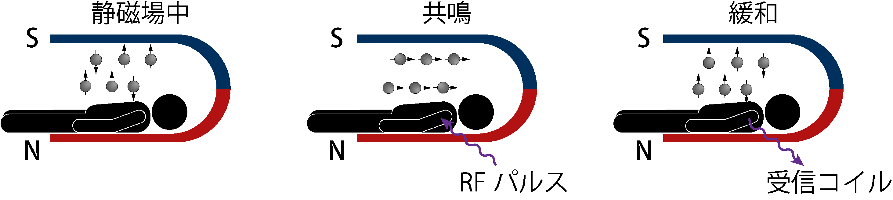 静磁場中で整列 → RFパルスで共鳴 → 緩和して受信コイルで検出