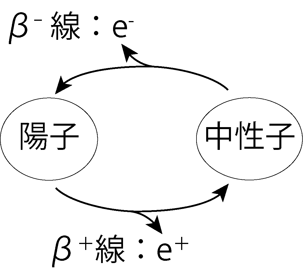 陽子と中性子の相互変換