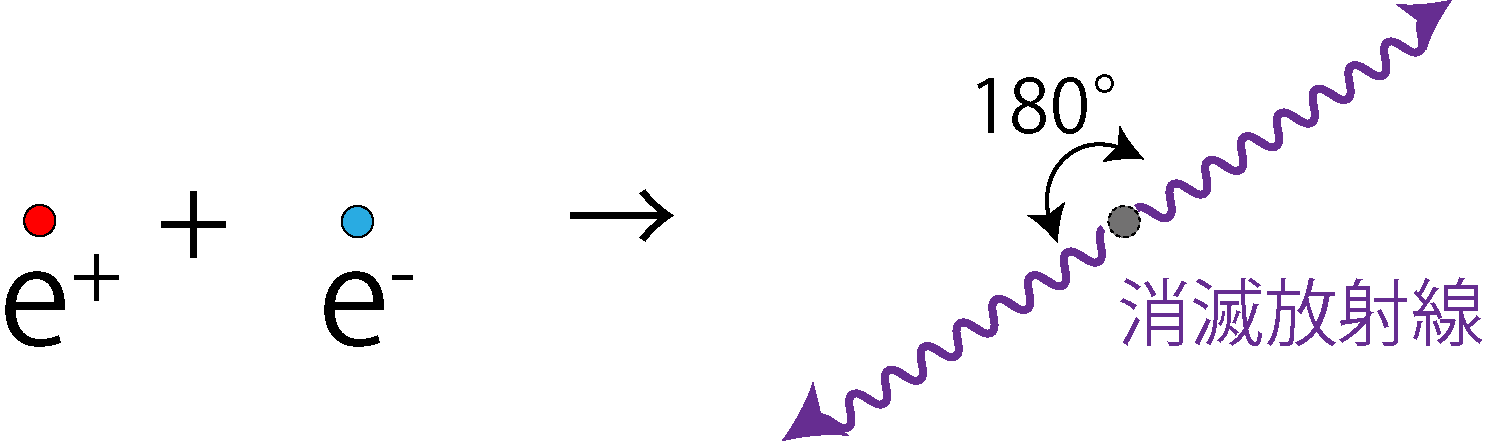 e⁺ + e⁻ → 消滅放射線が180°方向に放出