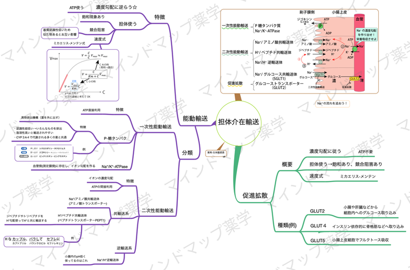 担体介在輸送のマインドマップ