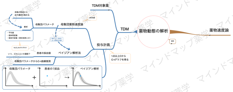薬物動態解析のマインドマップ