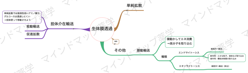 生体膜透過のマインドマップ