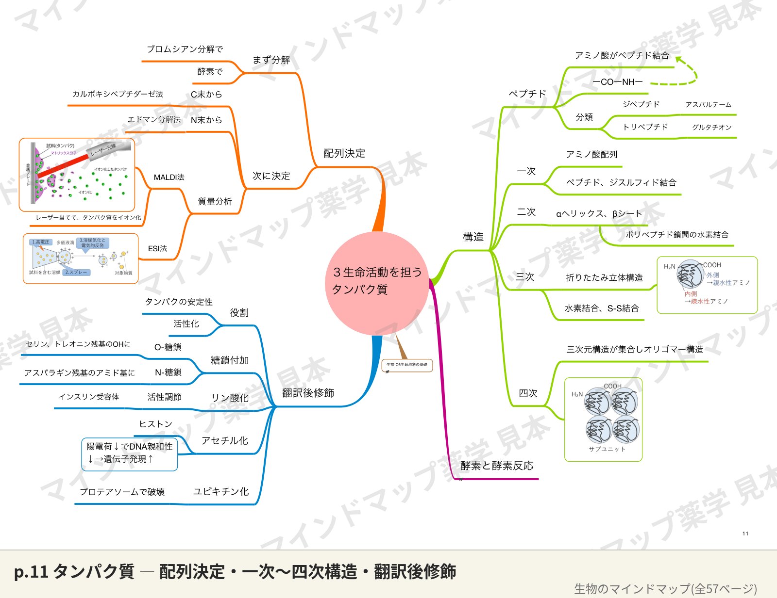 生物のマインドマップ p.11 タンパク質のページ