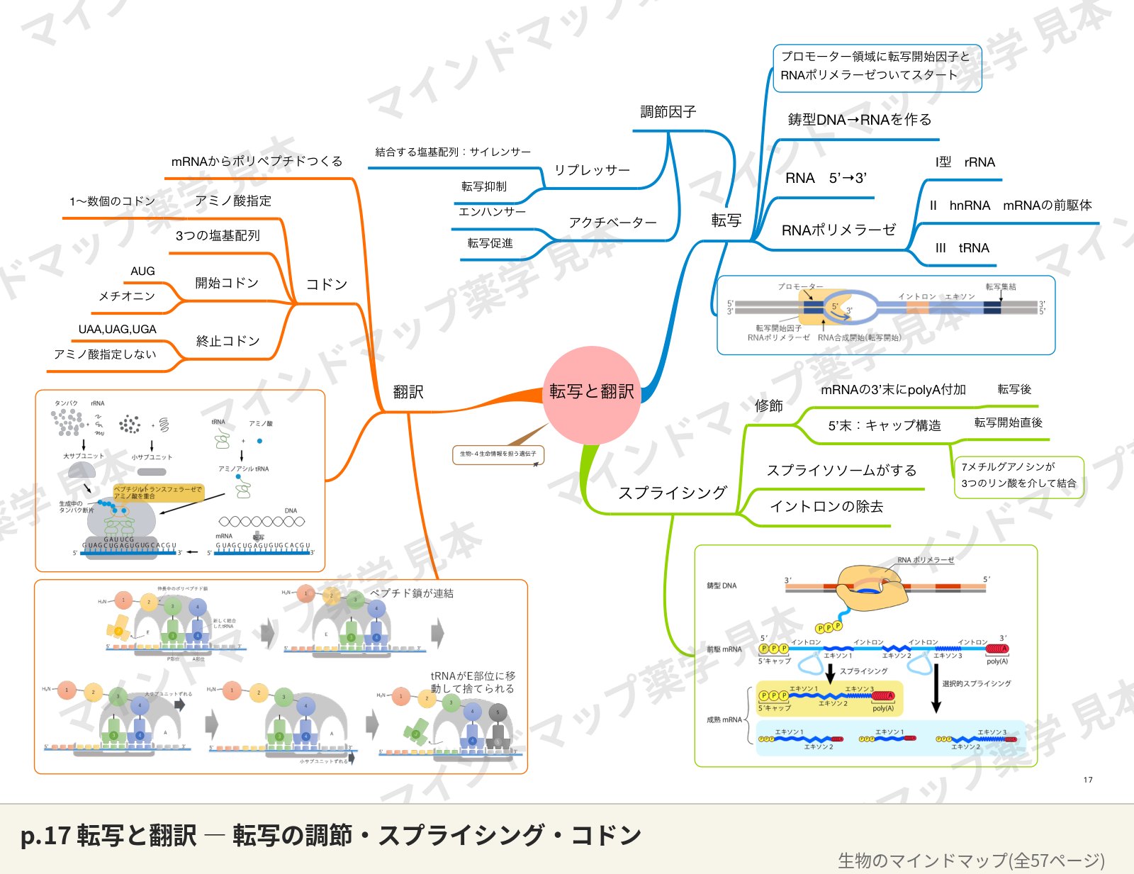 生物のマインドマップ p.17 転写と翻訳のページ