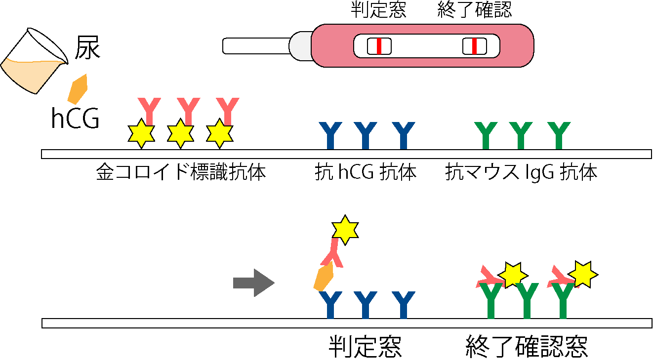 イムノクロマト法による妊娠検査薬の仕組み