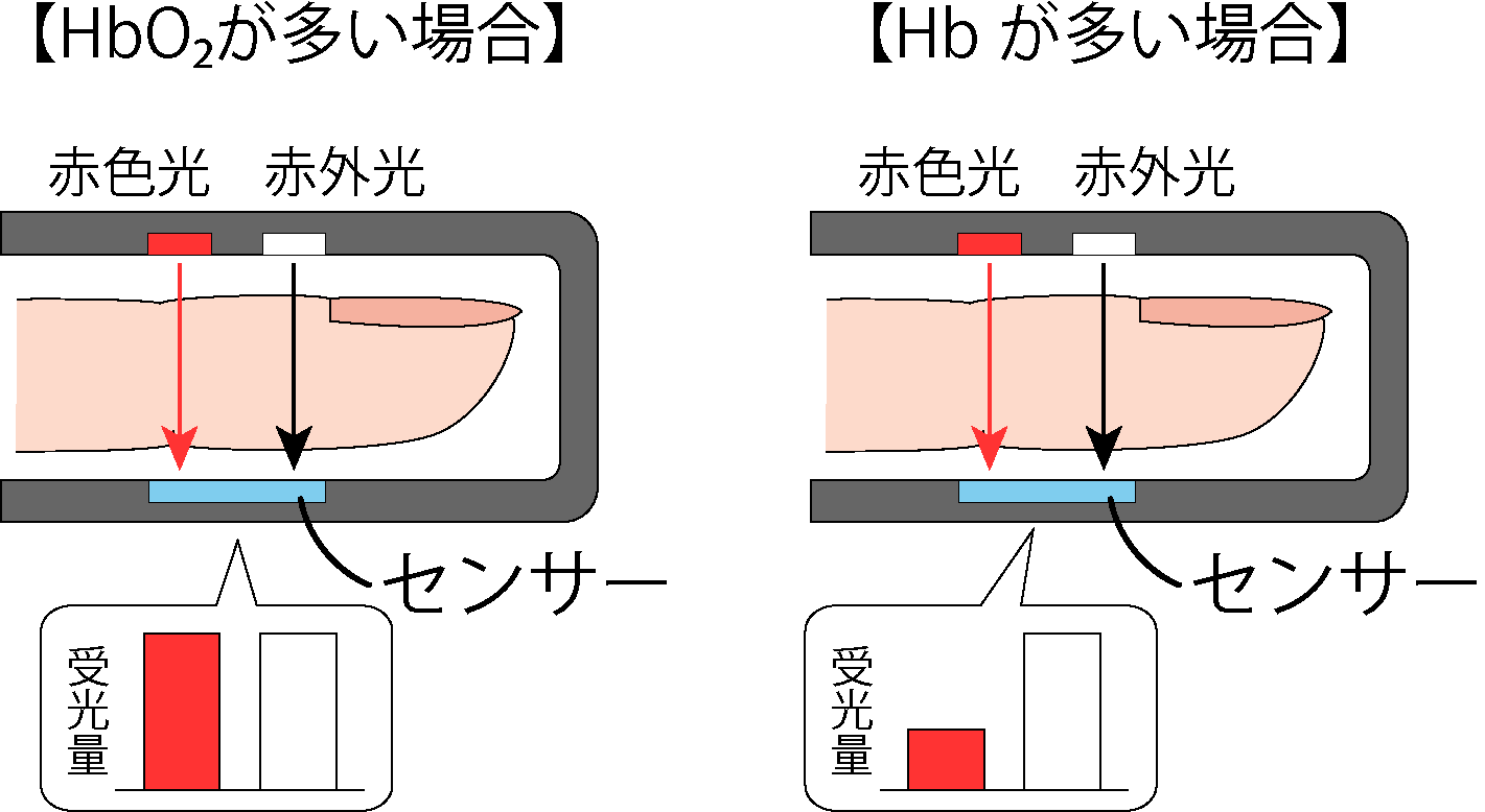 HbO₂が多い場合とHbが多い場合で、赤色光の受光量が変わる