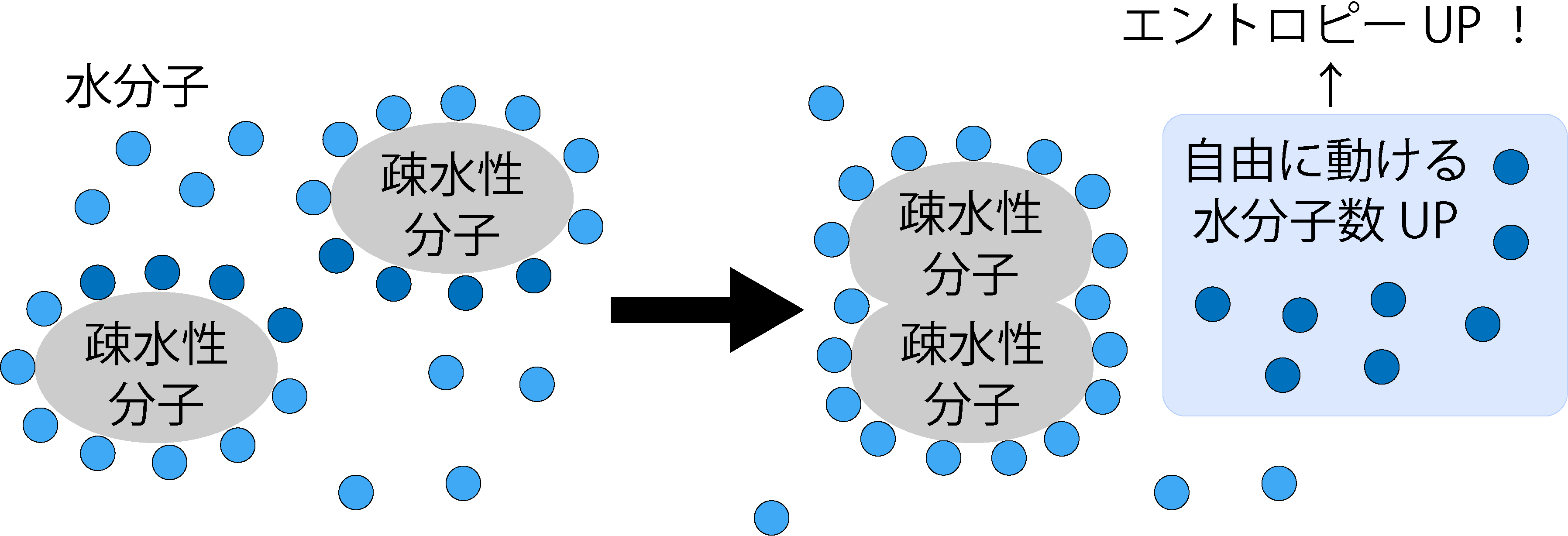 疎水性分子が集まると、水分子が解放されてエントロピーが上がる
