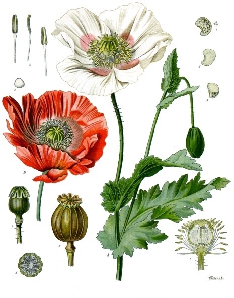 ケシ(Papaver somniferum)の植物図。花・葉・茎・けし坊主(さく果)・種子の形態が描かれている