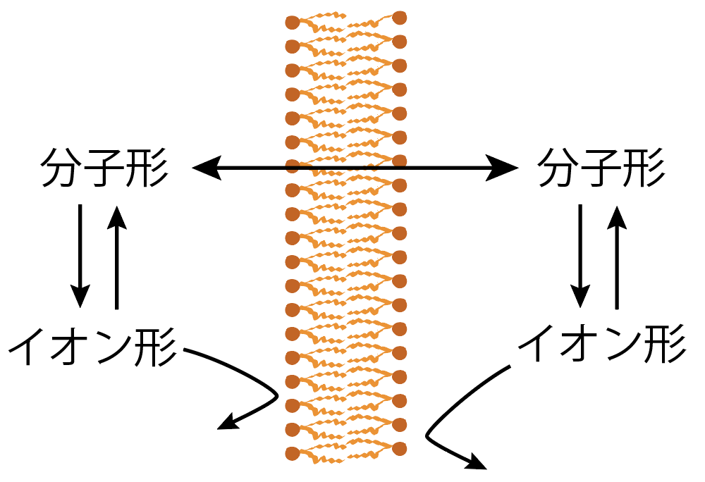 pH分配仮説の考え方