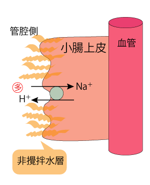 酸性の微小pH環境