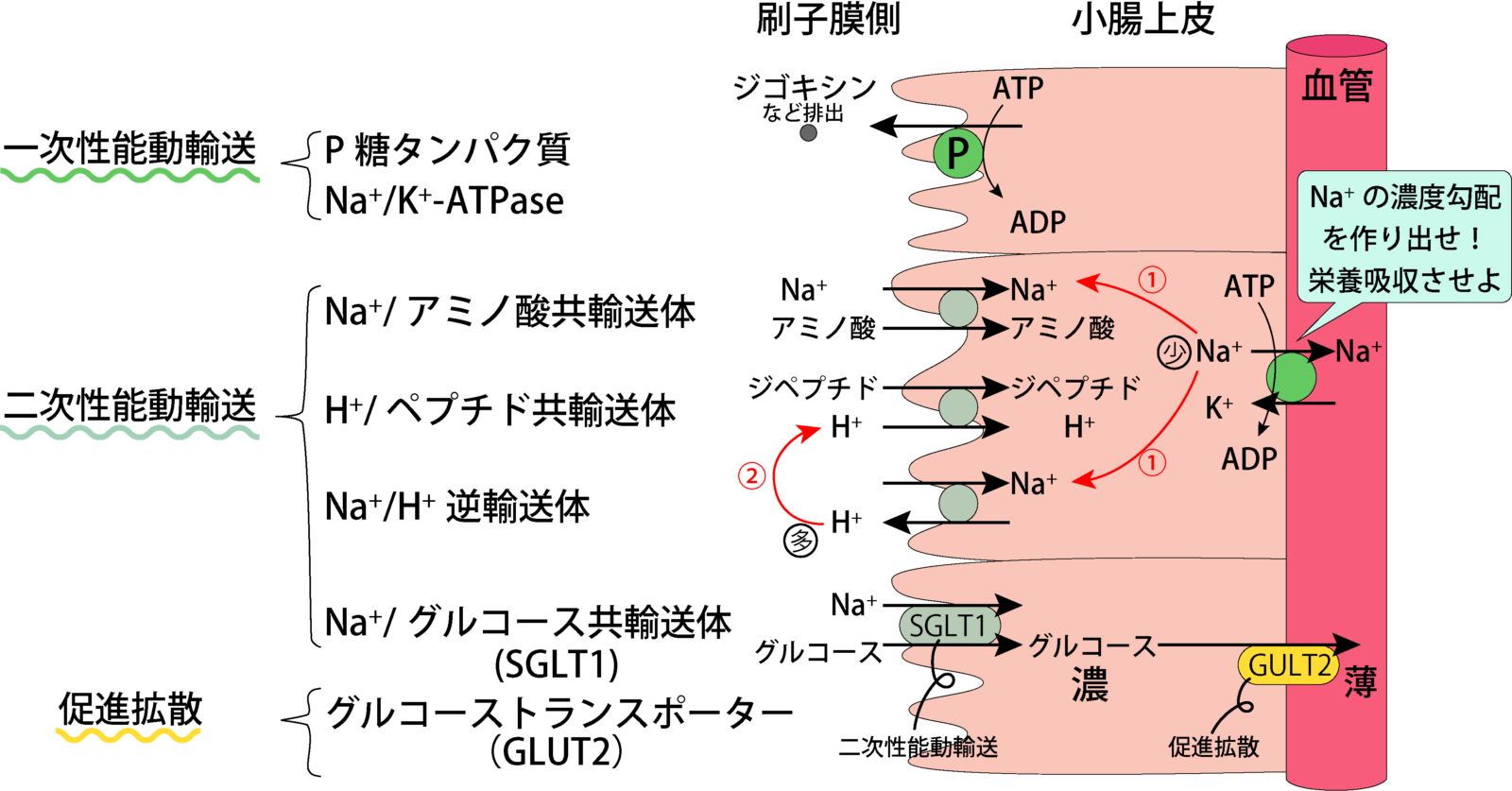 小腸上皮細胞における各トランスポーターの働き