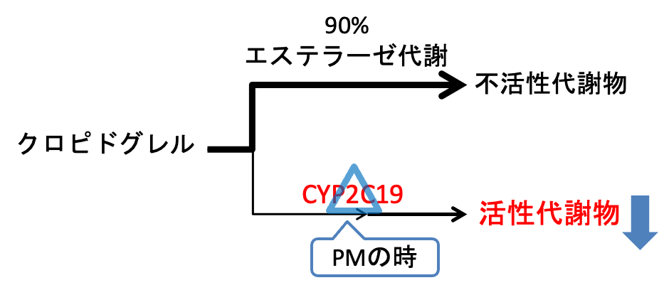 クロピドグレルの代謝経路