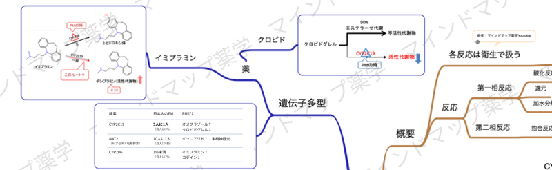 薬物代謝酵素の遺伝子多型のマインドマップ