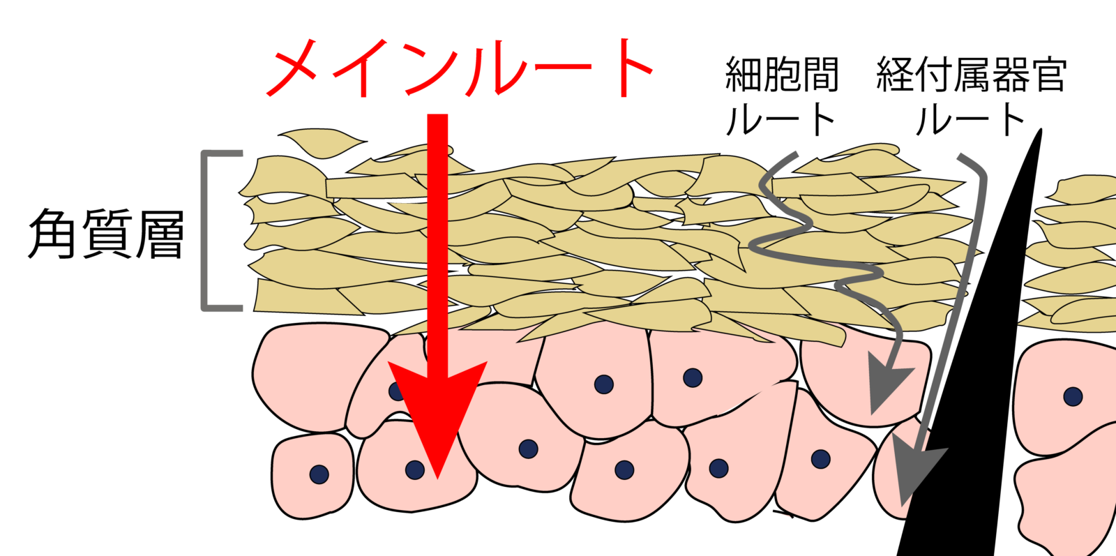 皮膚の構造と3つの透過ルート