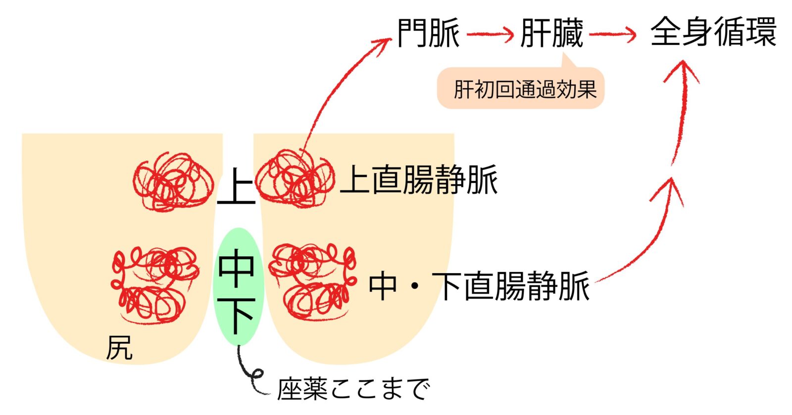 直腸の静脈と肝初回通過効果