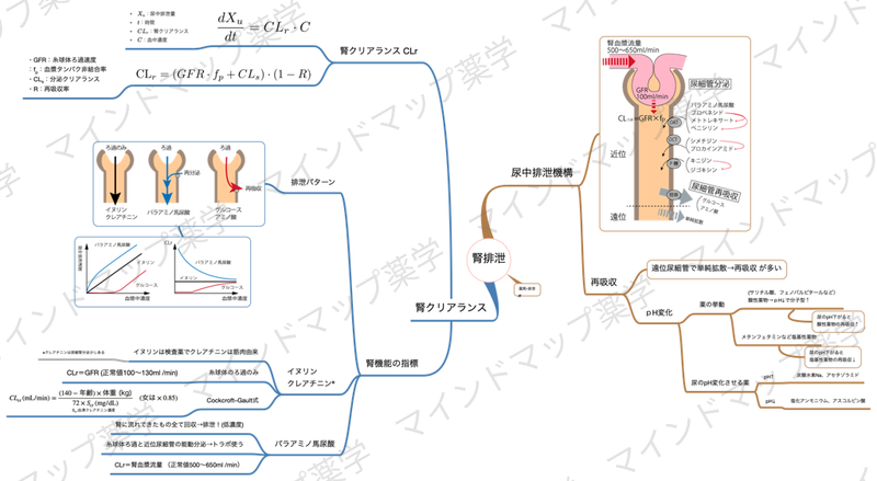 腎排泄のマインドマップ