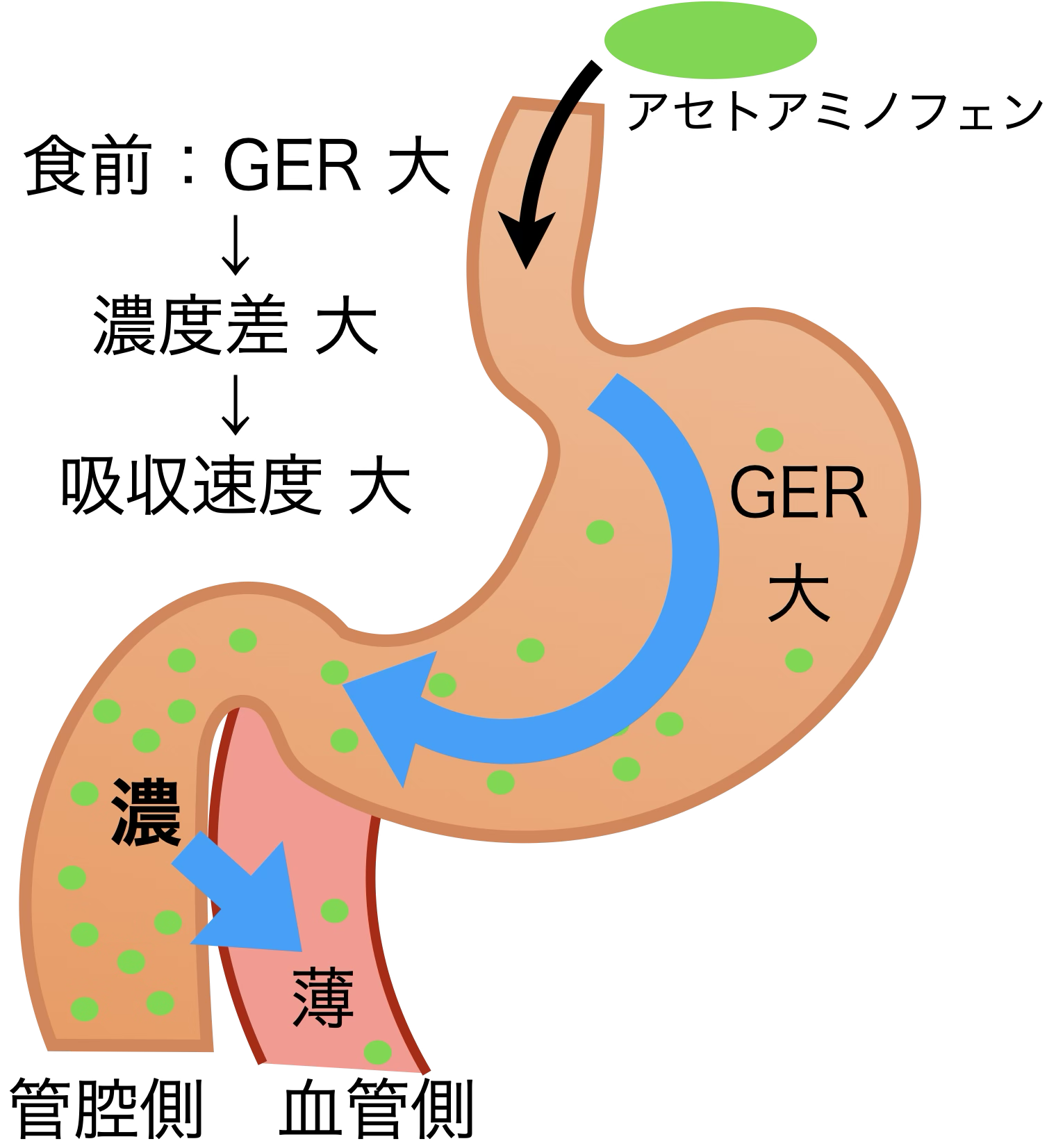 GERと吸収の濃度差の関係