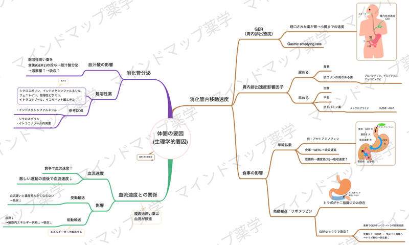 消化管吸収(体側の要因)のマインドマップ