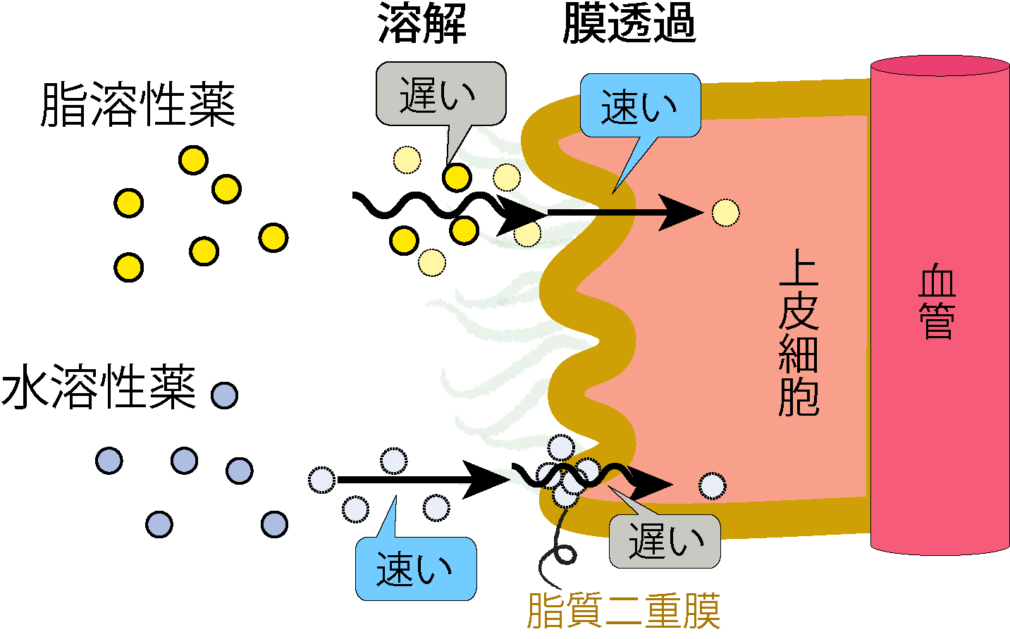 脂溶性薬と水溶性薬の溶解・膜透過の速さ
