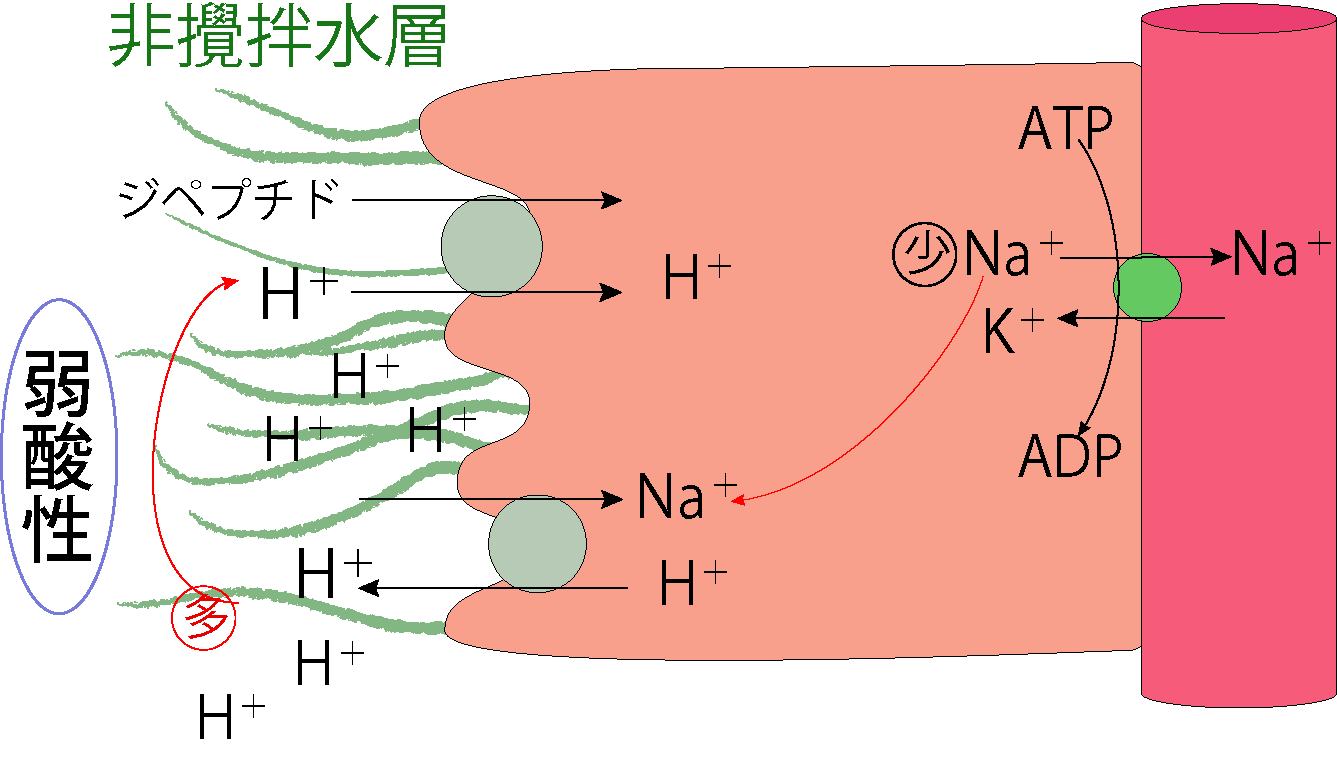 非攪拌水層とH⁺の濃度勾配