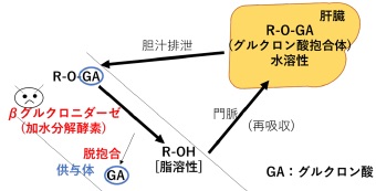 β-グルクロニダーゼによる脱抱合と再吸収