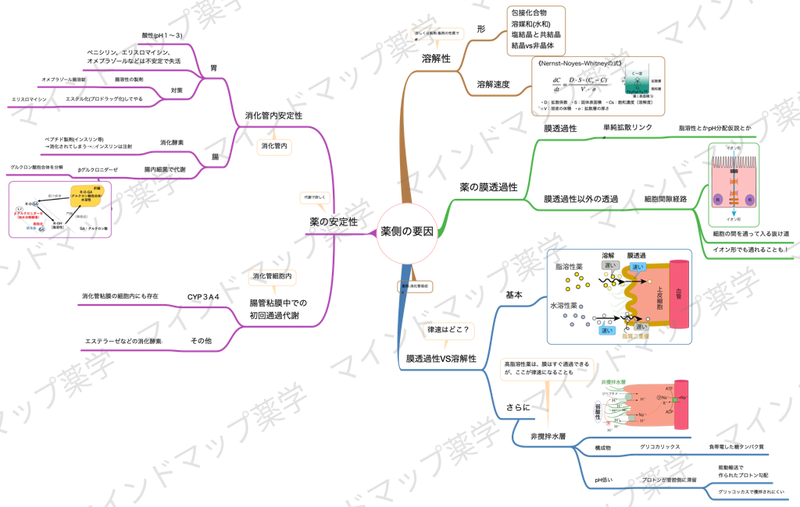 消化管吸収(薬側の要因)のマインドマップ